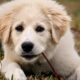 Do great pyrenees shed a lot